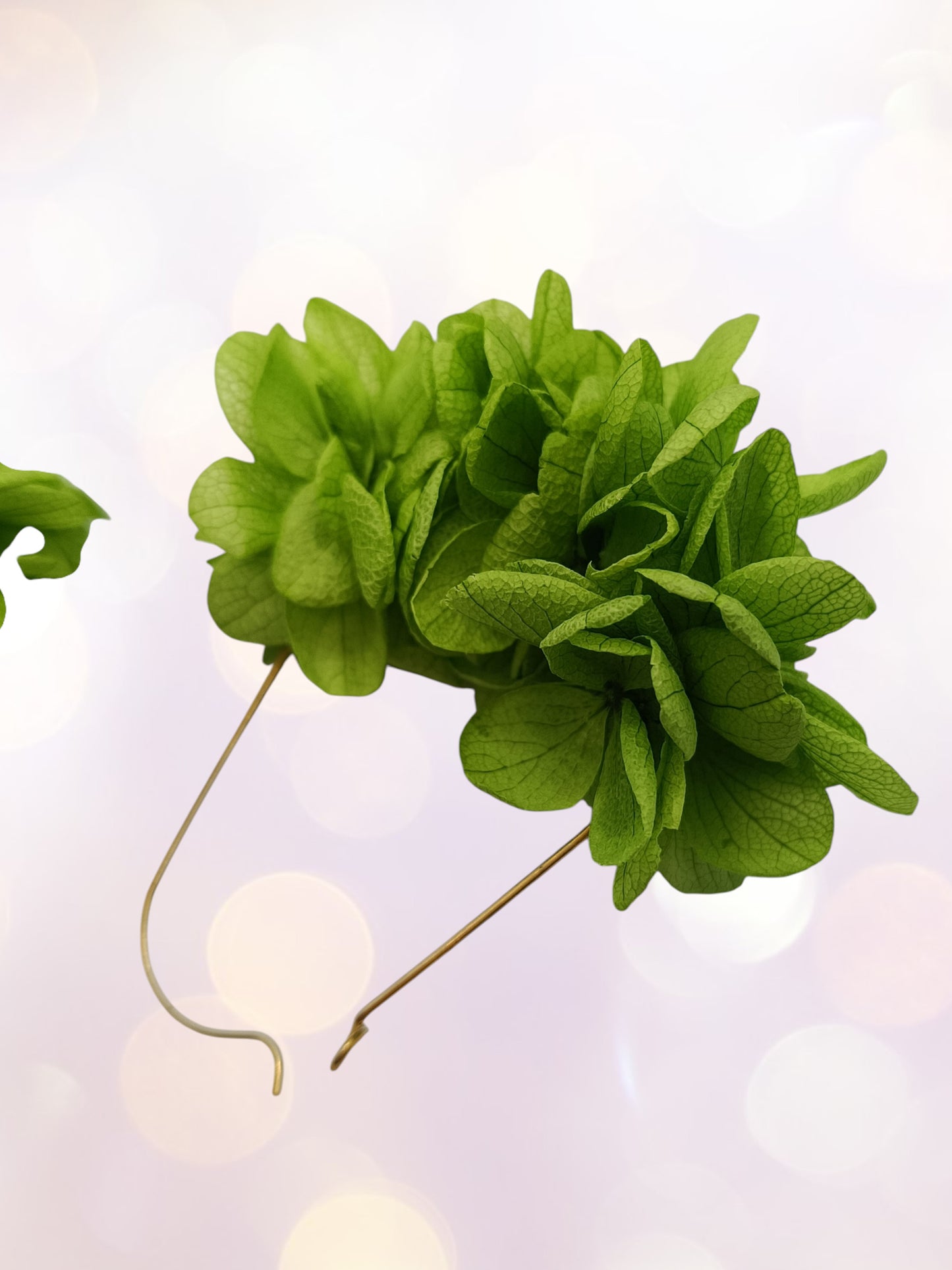 Dormeuses vertes claires